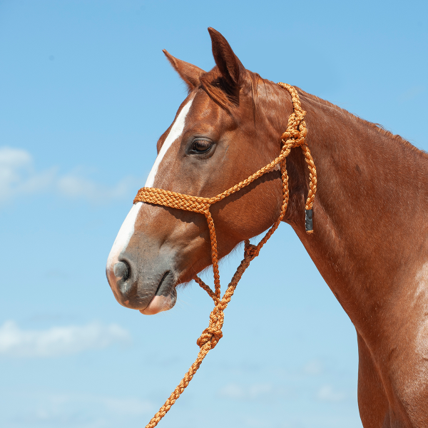 Cashel Flat Braid Halter with Lead Rope