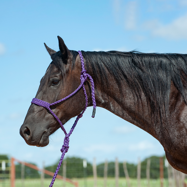 Cashel Flat Braid Halter with Lead Rope