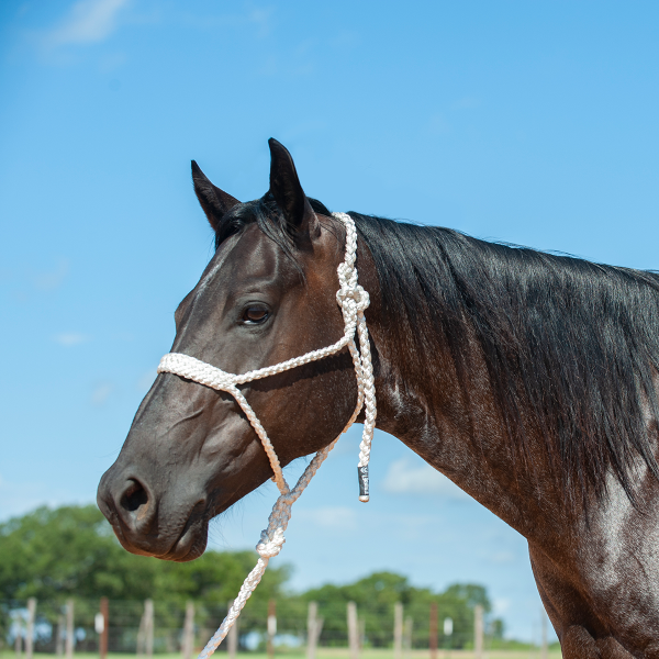 Cashel Flat Braid Halter with Lead Rope