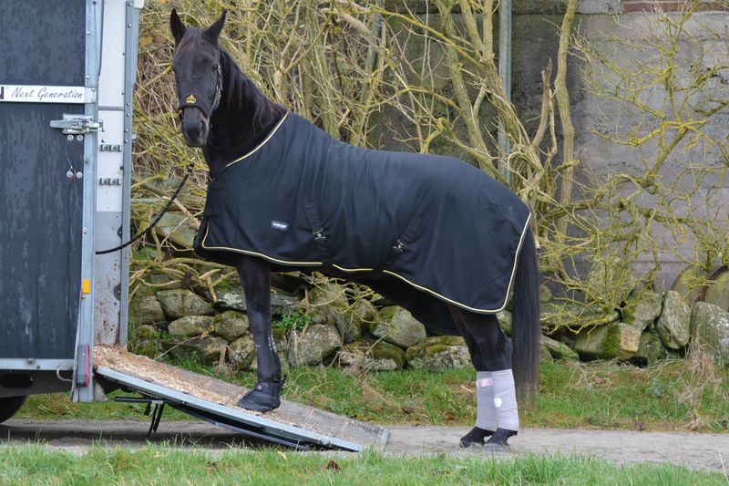 Equine Fusion Recovery Shoe 2.0