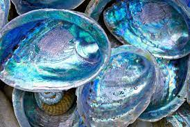 Abalone Shell