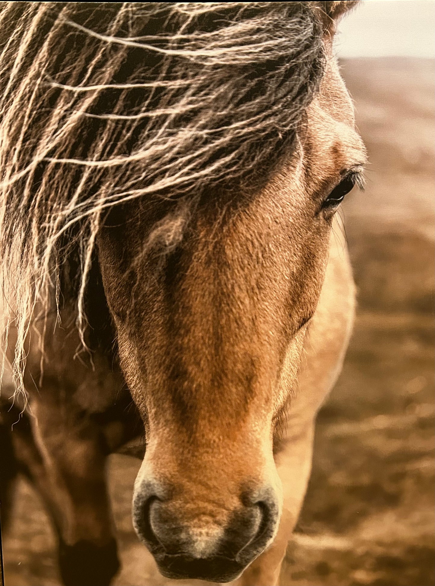 Horse Wall Art