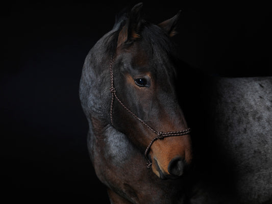 A Horse Named Blu Greeting Cards