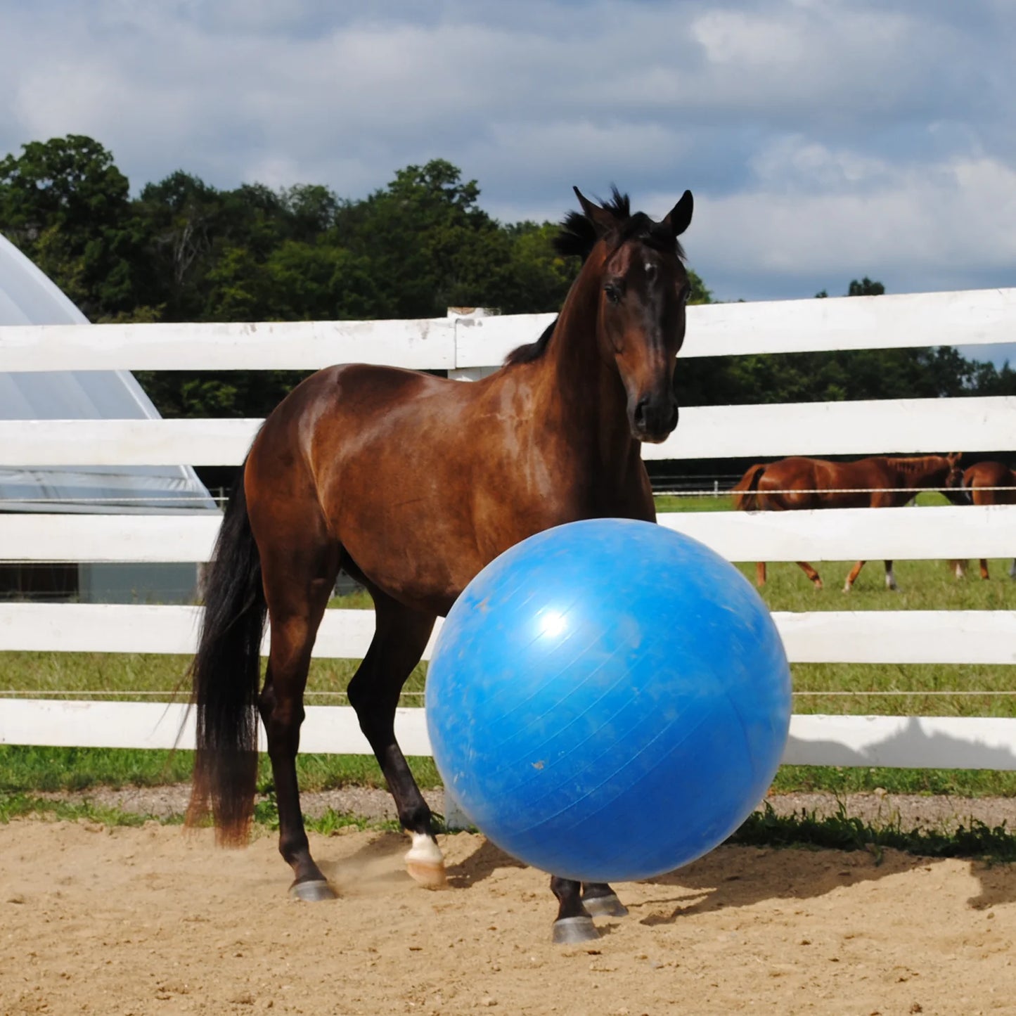 Horsemen's Pride JOLLY MEGA BALL®